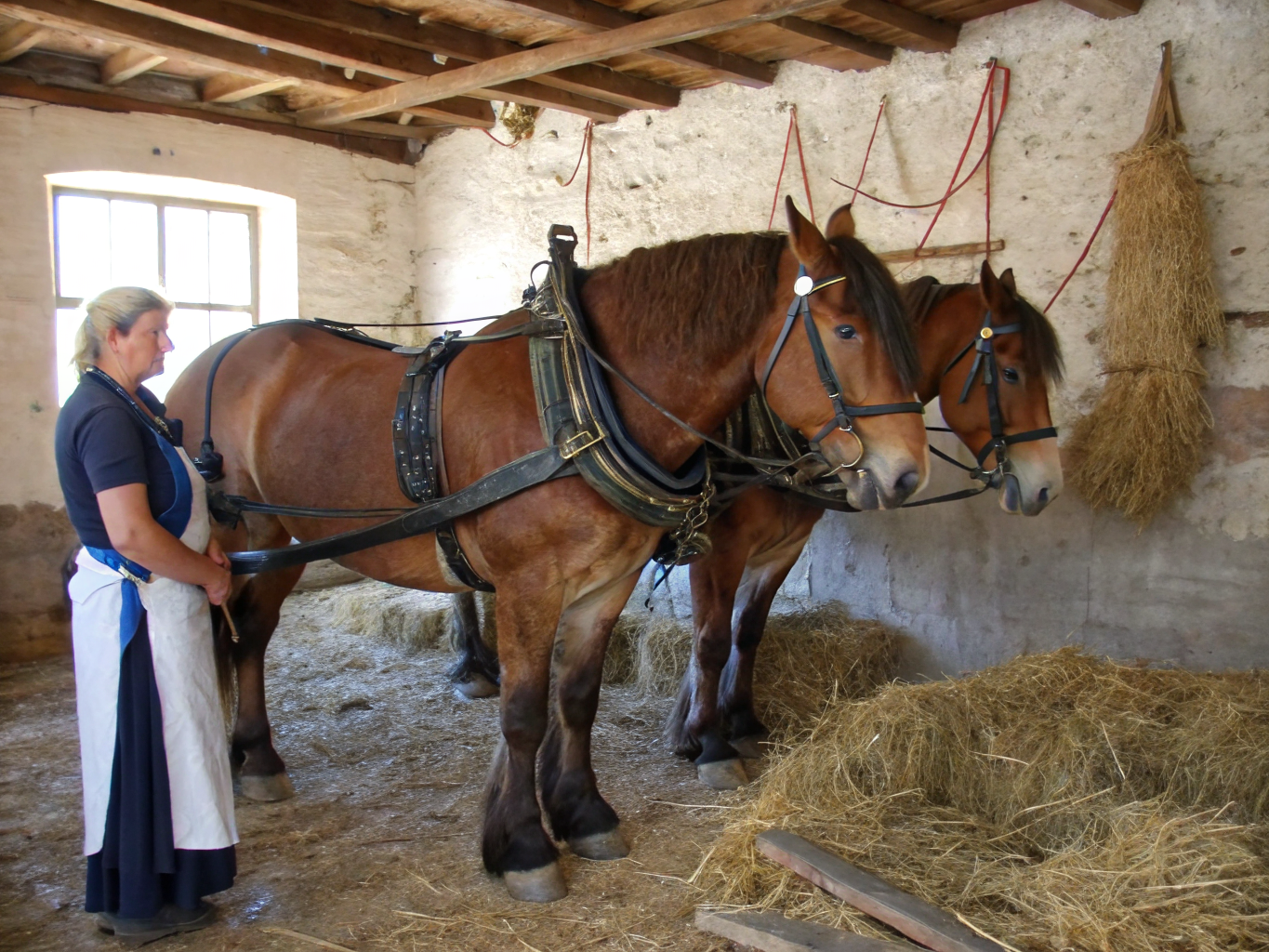 Chevaux de trait bretons lors d'une présentation du patrimoine local